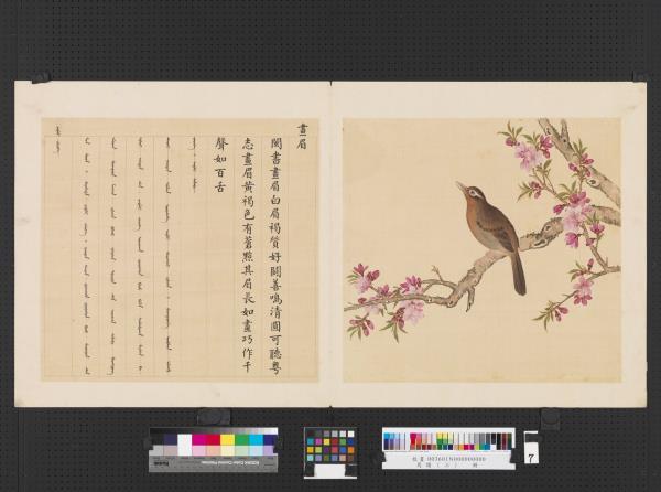 鳥譜（三）　冊　畫眉