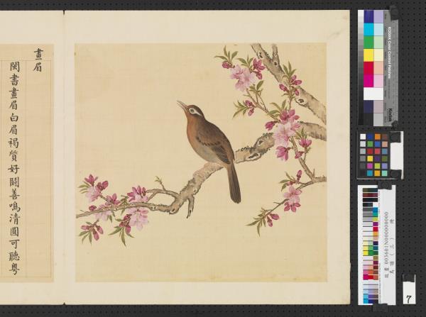 鳥譜（三）　冊　畫眉