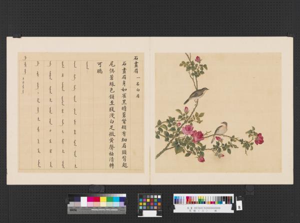 鳥譜（三）　冊　石畫眉