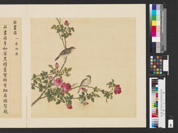 鳥譜（三）　冊　石畫眉