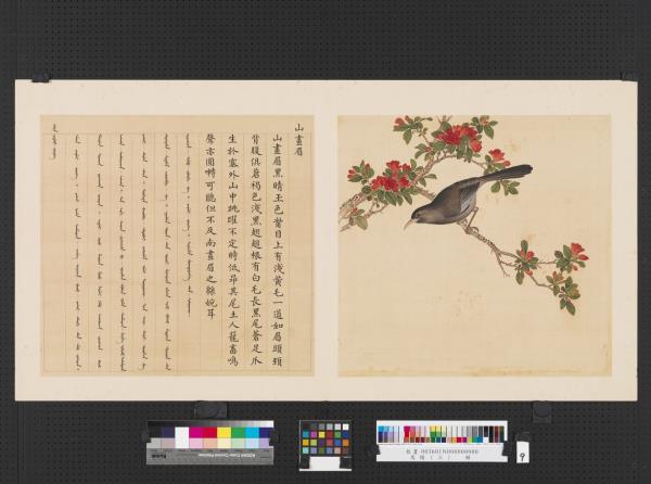 鳥譜（三）　冊　山畫眉