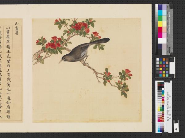 鳥譜（三）　冊　山畫眉