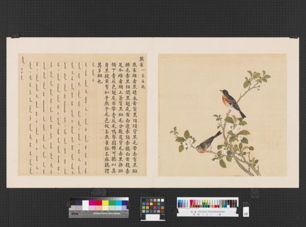 鳥譜（三）　冊　燕雀