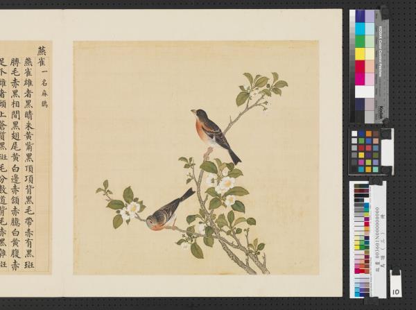 鳥譜（三）　冊　燕雀
