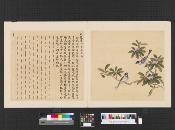 鳥譜（三）　冊　白花雀