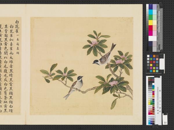 鳥譜（三）　冊　白花雀