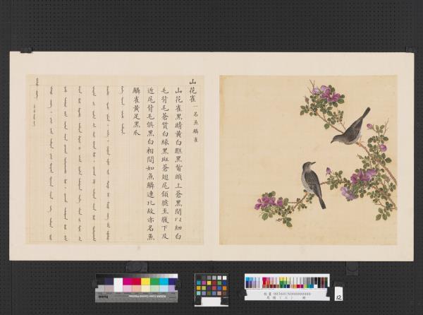 鳥譜（三）　冊　山花雀