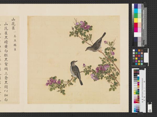 鳥譜（三）　冊　山花雀