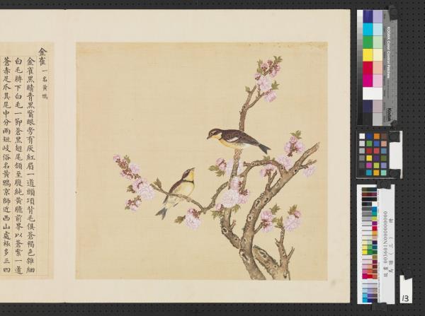 鳥譜（三）　冊　金雀
