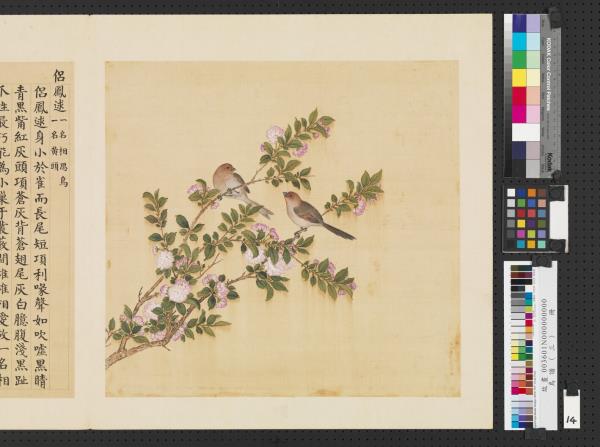 鳥譜（三）　冊　侶鳳逑