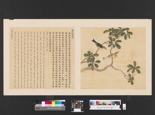 鳥譜（三）　冊　南相思鳥