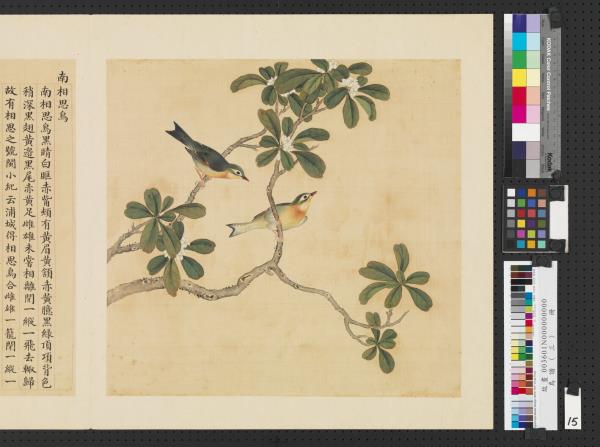 鳥譜（三）　冊　南相思鳥