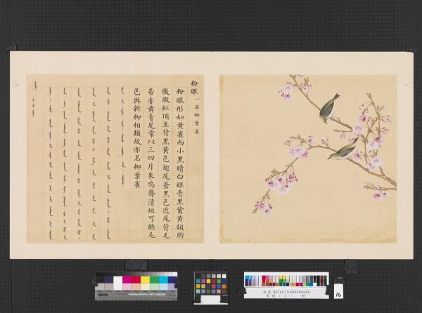 鳥譜（三）　冊　粉眼