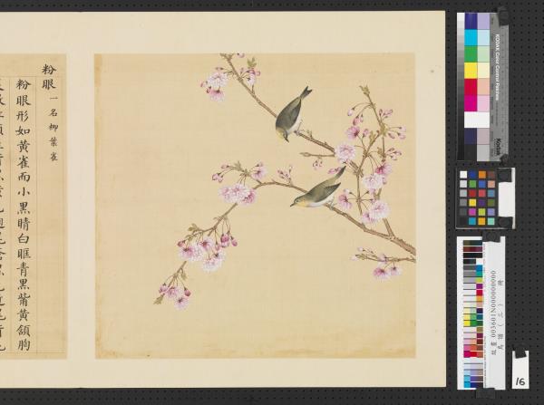 鳥譜（三）　冊　粉眼