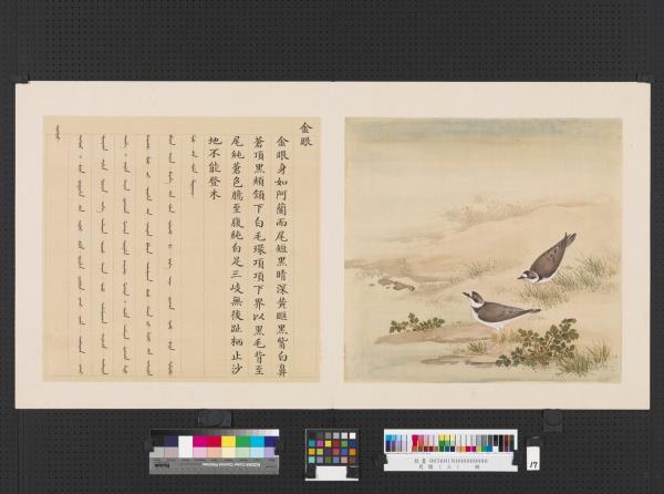 鳥譜（三）　冊　金眼