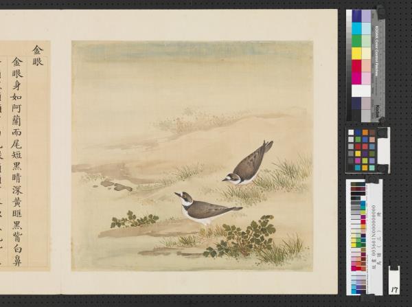 鳥譜（三）　冊　金眼