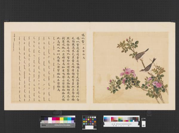 鳥譜（三）　冊　嗝叭嘴