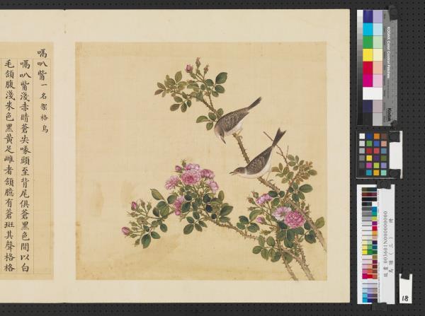 鳥譜（三）　冊　嗝叭嘴