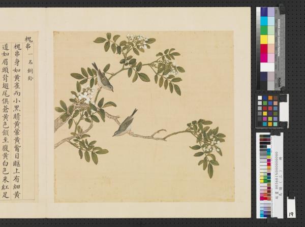 鳥譜（三）　冊　槐串