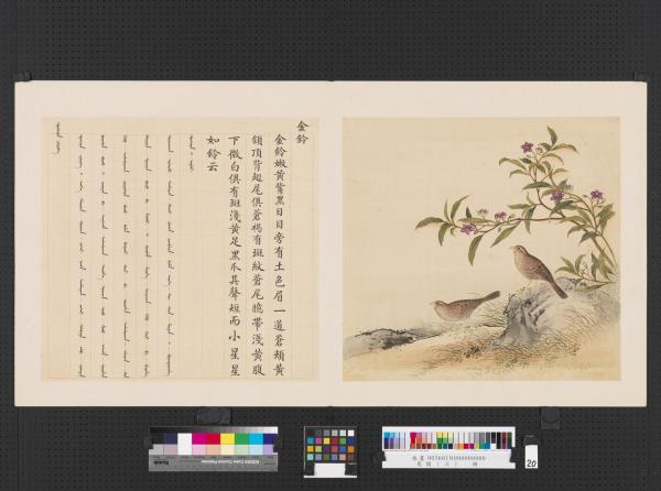 鳥譜（三）　冊　金鈴