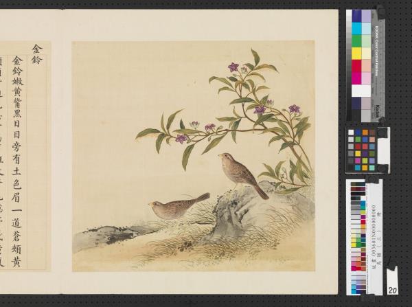 鳥譜（三）　冊　金鈴