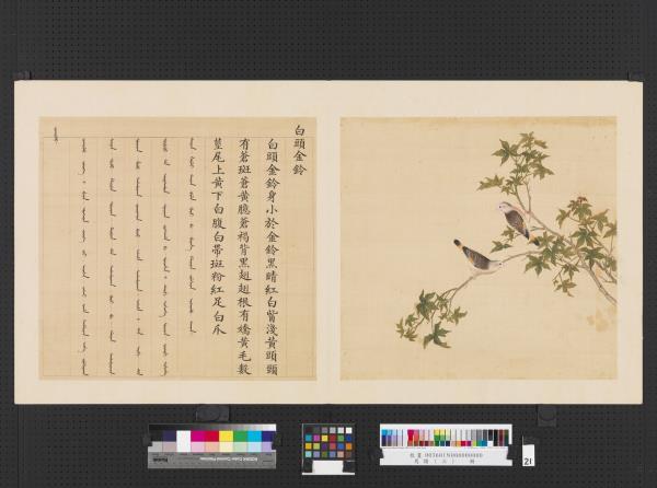 鳥譜（三）　冊　白頭金鈴