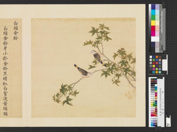 鳥譜（三）　冊　白頭金鈴