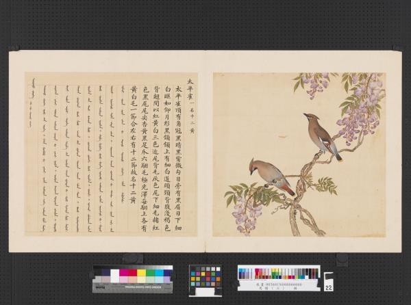 鳥譜（三）　冊　太平雀