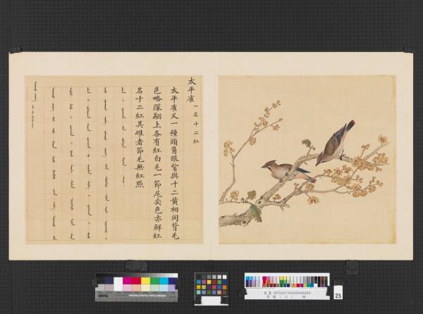 鳥譜（三）　冊　太平雀