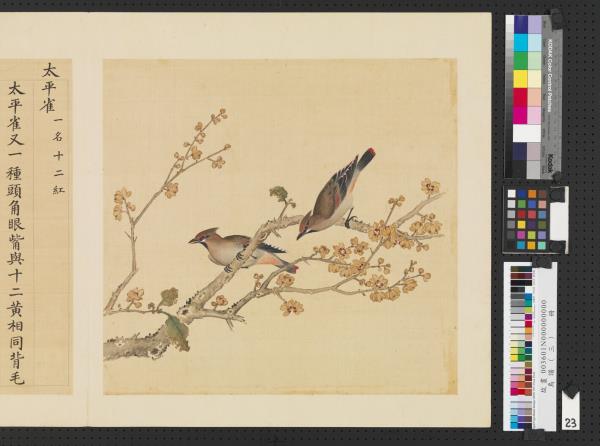 鳥譜（三）　冊　太平雀