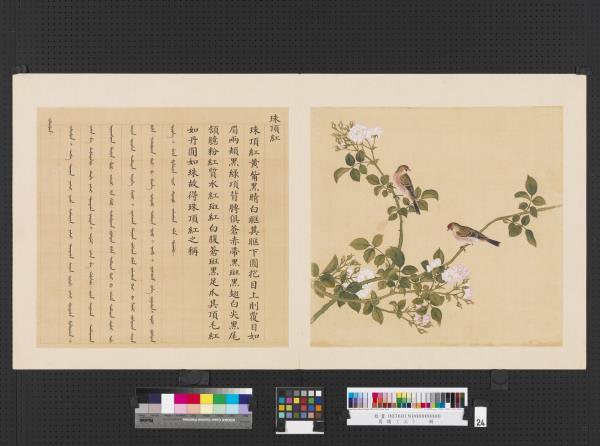 鳥譜（三）　冊　珠頂紅