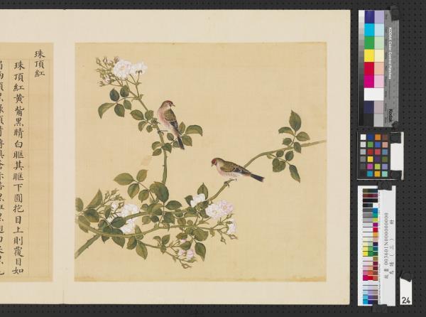 鳥譜（三）　冊　珠頂紅