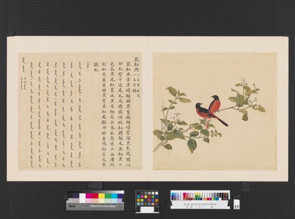 鳥譜（三）　冊　花紅燕