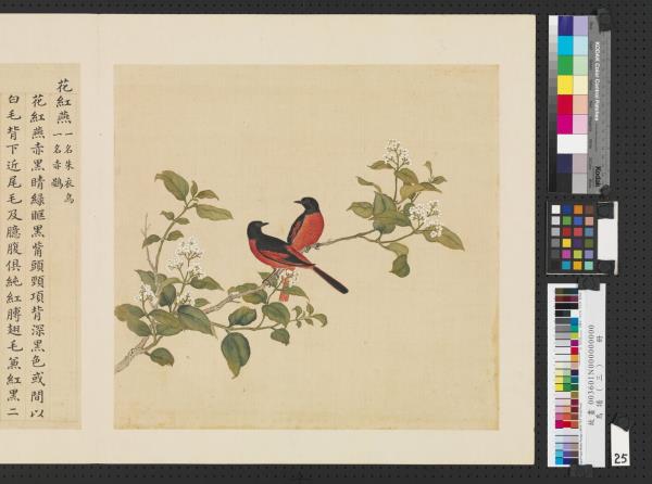 鳥譜（三）　冊　花紅燕