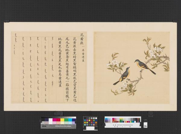 鳥譜（三）　冊　花黃燕