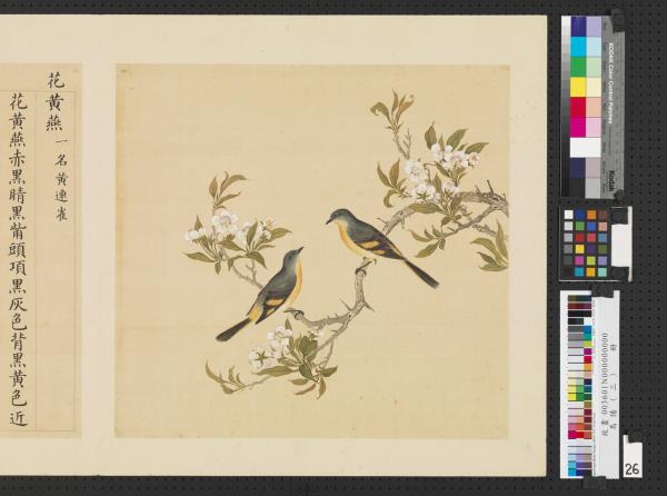 鳥譜（三）　冊　花黃燕