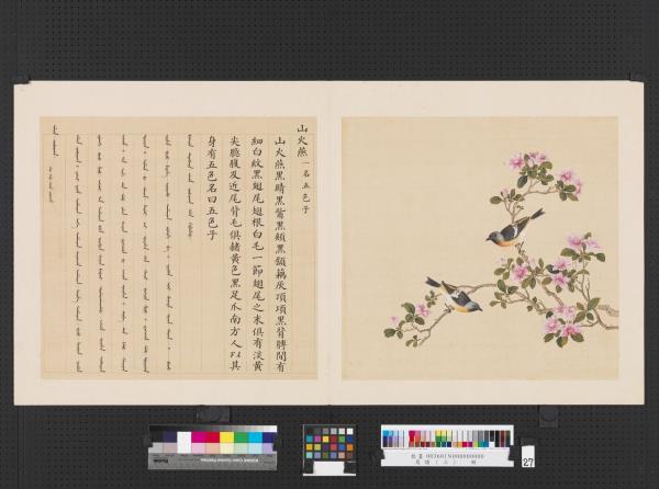 鳥譜（三）　冊　山火燕