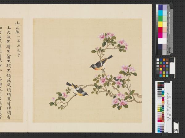 鳥譜（三）　冊　山火燕