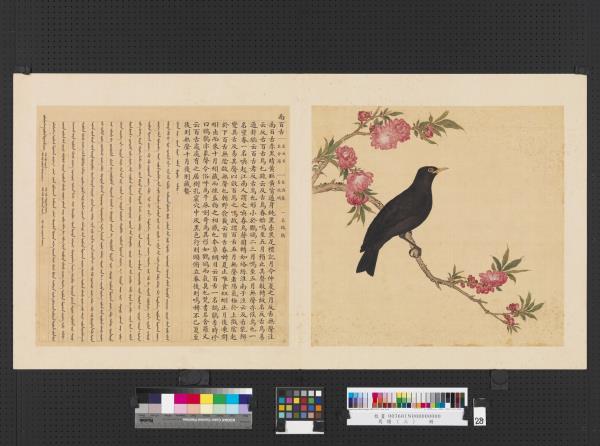 鳥譜（三）　冊　南百舌