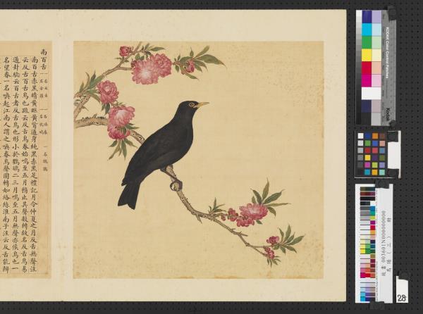 鳥譜（三）　冊　南百舌