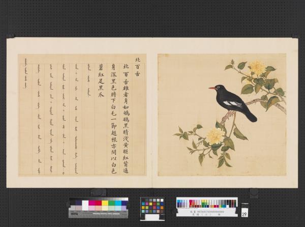 鳥譜（三）　冊　北百舌