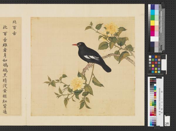 鳥譜（三）　冊　北百舌