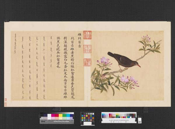 鳥譜（三）　冊　雌北百舌