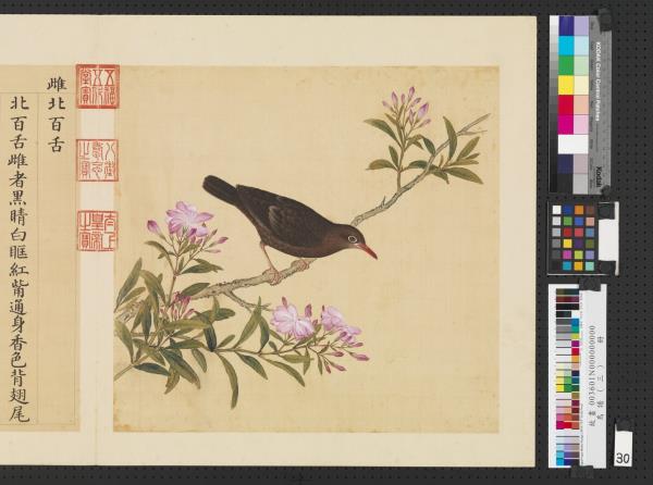 鳥譜（三）　冊　雌北百舌