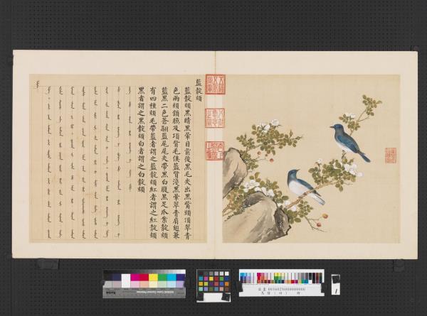 鳥譜（四）　冊　藍靛頦