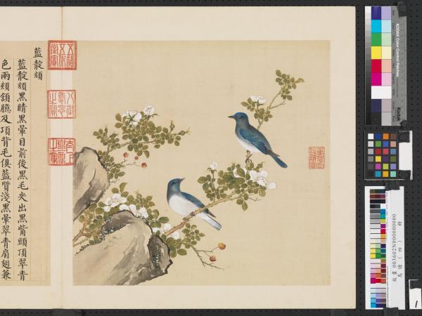 鳥譜（四）　冊　藍靛頦