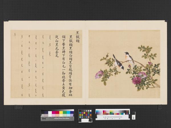 鳥譜（四）　冊　黑靛頦