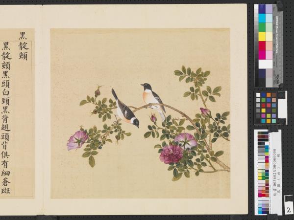 鳥譜（四）　冊　黑靛頦