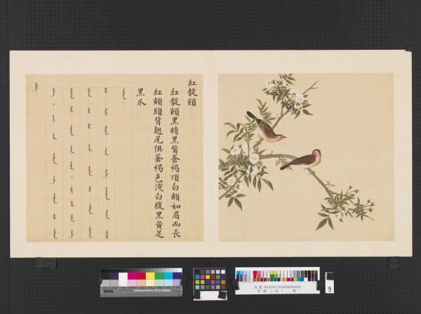 鳥譜（四）　冊　紅靛頦