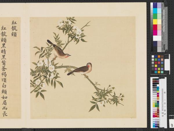 鳥譜（四）　冊　紅靛頦